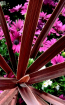 purple daisies
