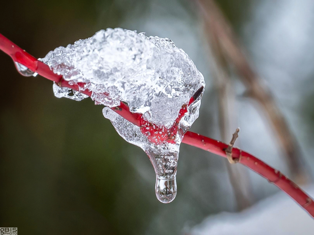 Ice on the red branch