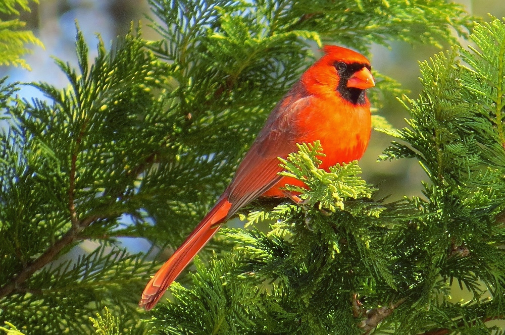 Male Northern Red Cardinal