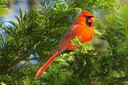 Male Northern Red Cardinal