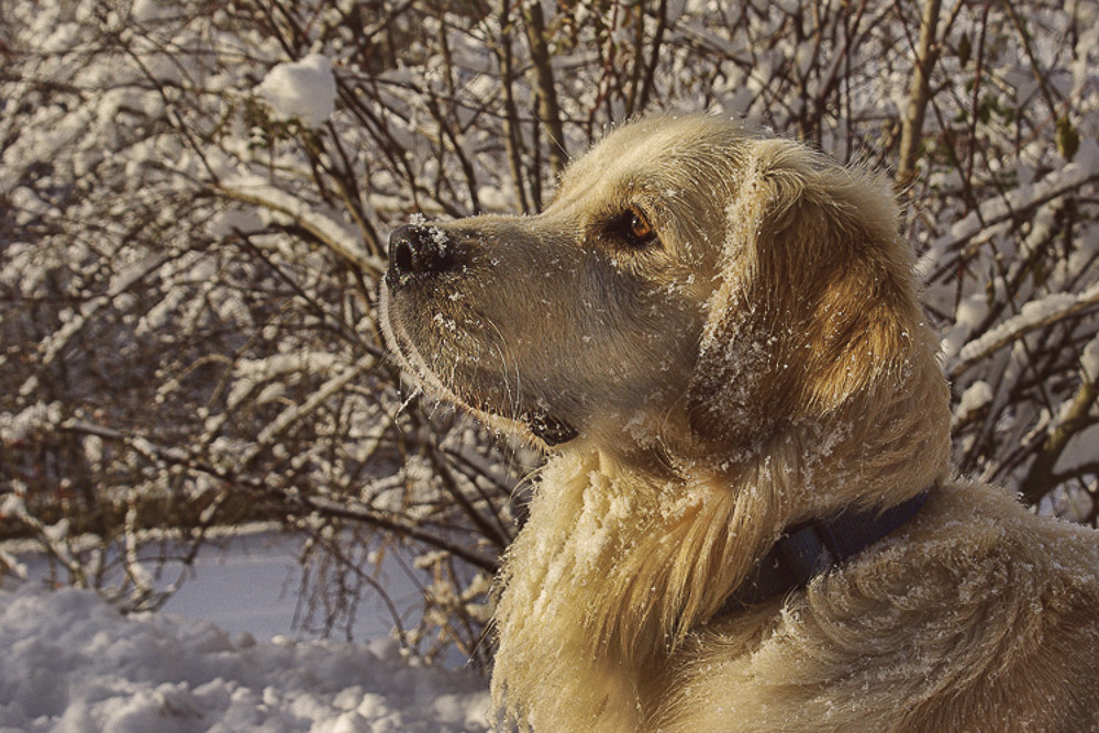 Waiting for the Next Snowball