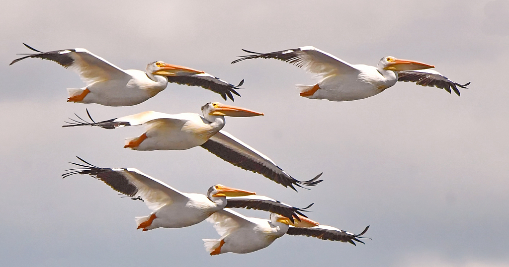 Phalanx of Pelicans
