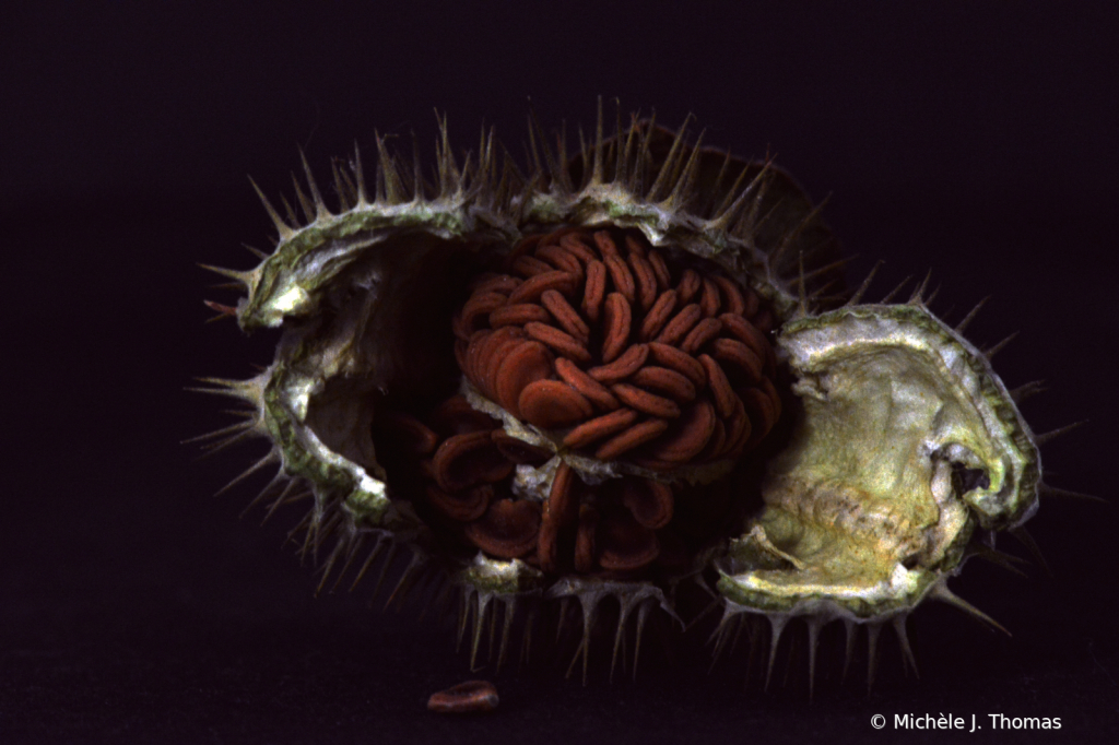 My Seed Pod!! - ID: 15889697 © Michèle J. Thomas