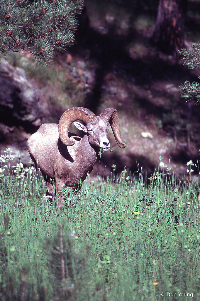 Bighorn At Custer State Park - ID: 15889434 © Don Young