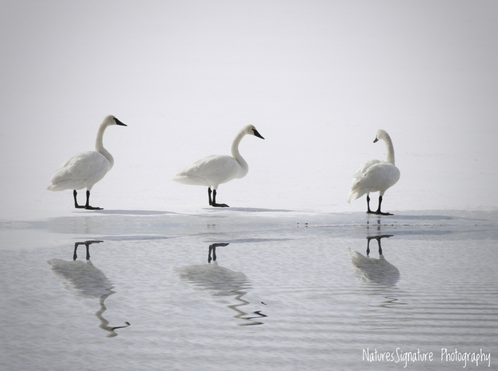 ~ Swan Lake ~
