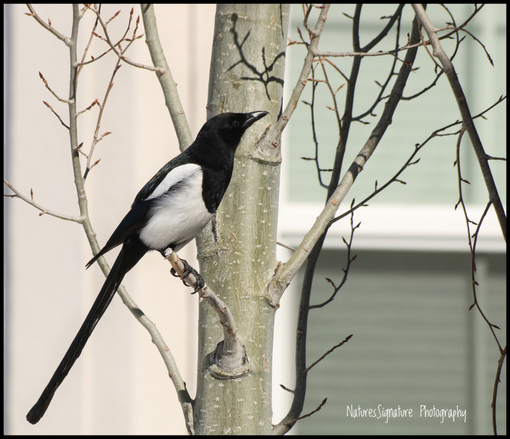 ~ Morning Magpie ~