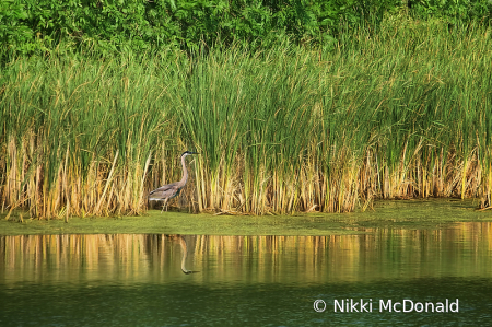 Reeds, Reflection, and Heron