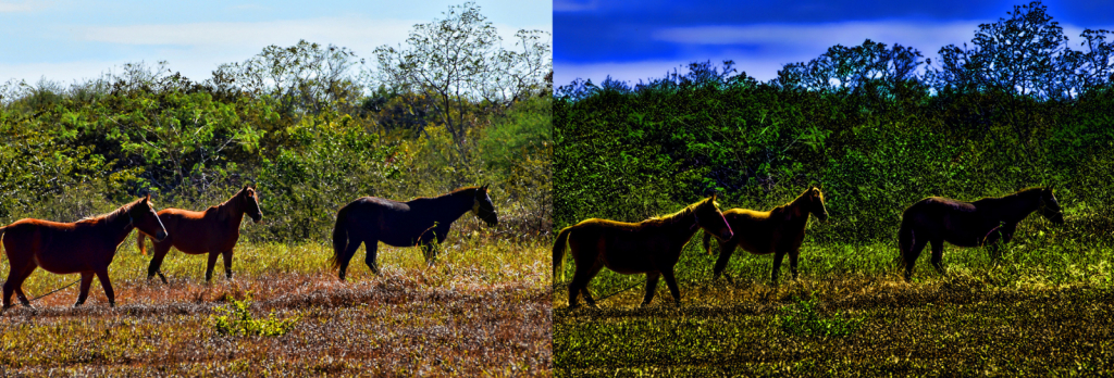 HORSES (BEFORE AND AFTER)