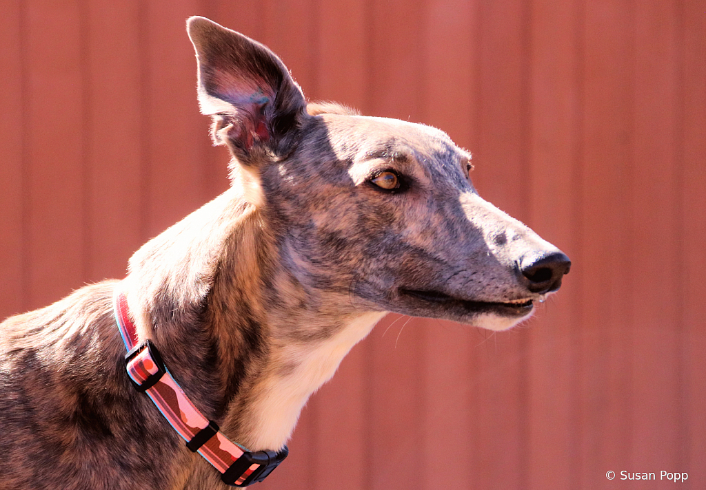 Greyhound ears 3