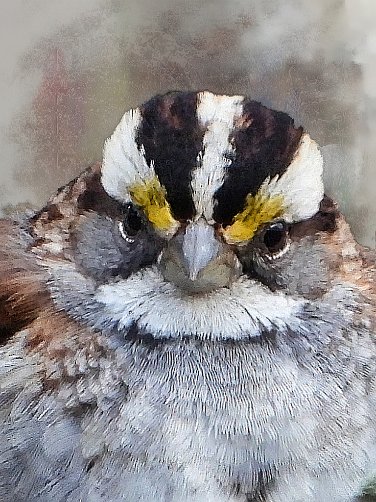 White-Throated Sparrow - ID: 15889925 © Janet Criswell