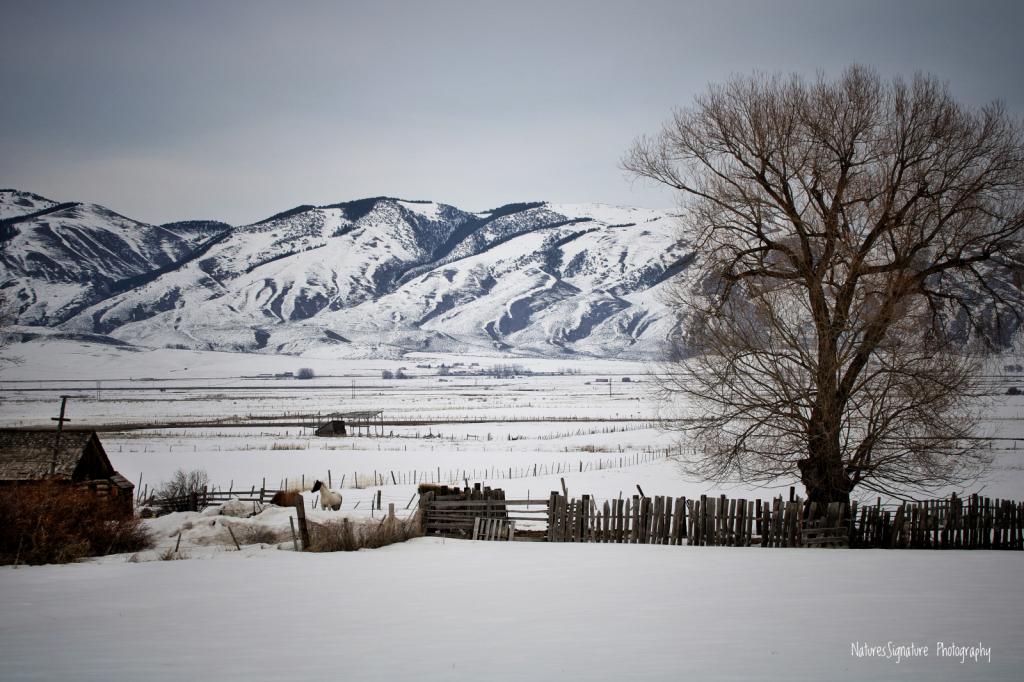 ~ Winter In Idaho ~ - ID: 15891642 © Trudy L. Smuin