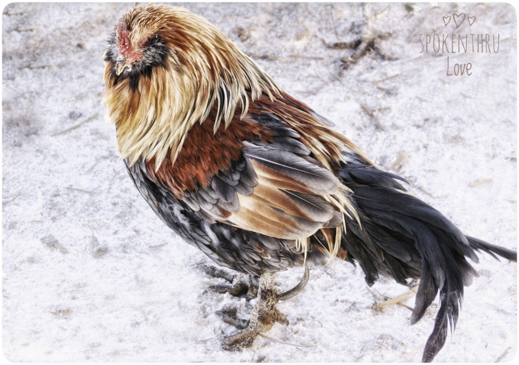~ Chick-A-Letta ~ - ID: 15891644 © Trudy L. Smuin