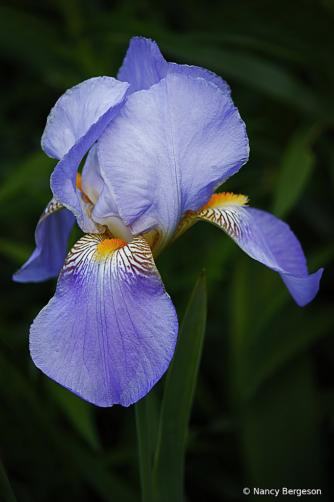 The Iris ~ 25th Anniversary Flower