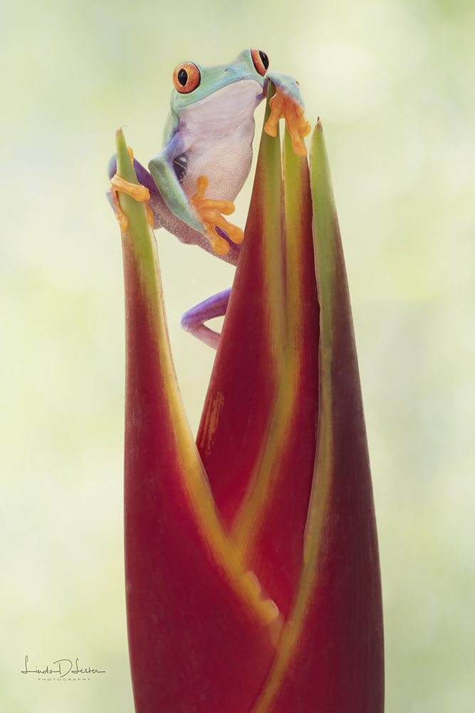 The Red Eye Tree Frog