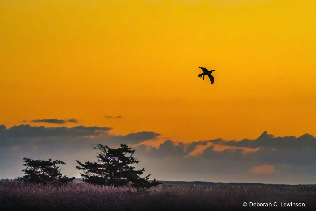 Orange Sunrise