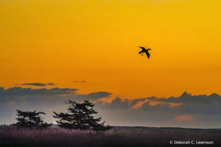 Orange Sunrise