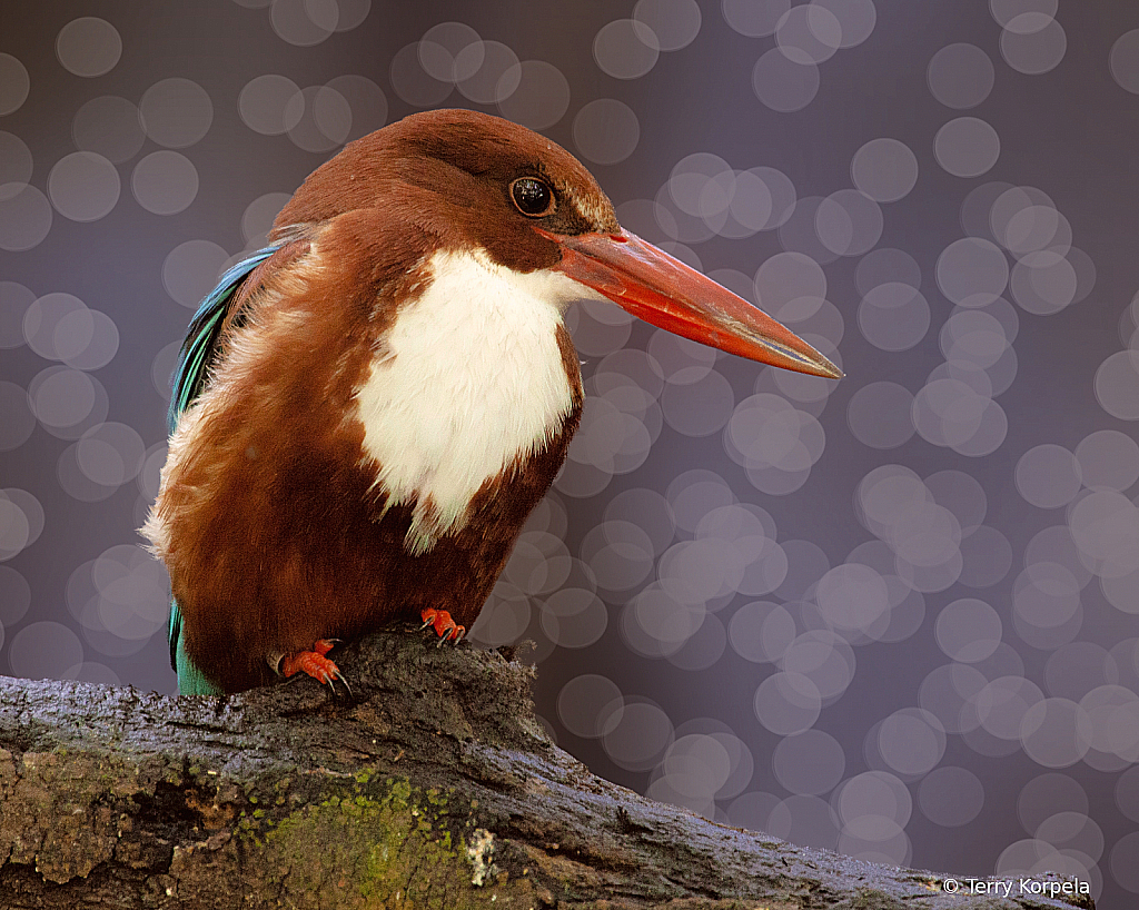 White Throated Kingfisher - ID: 15891655 © Terry Korpela