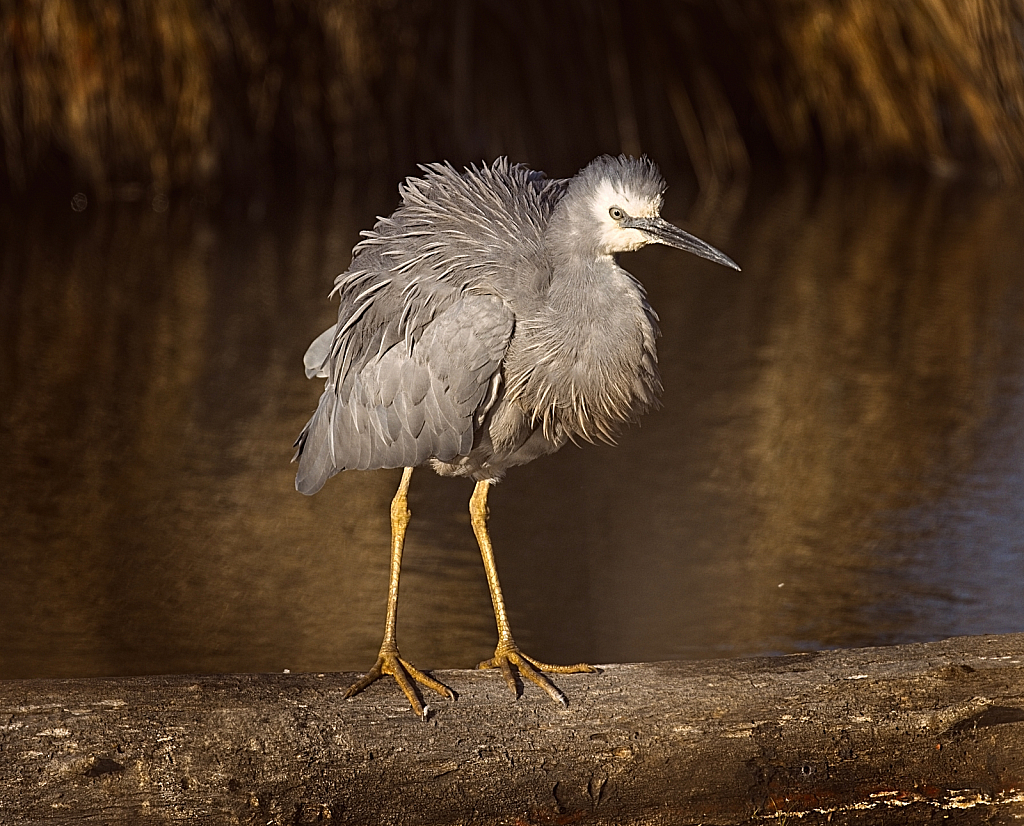 All fluffed up