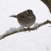 2White-throated Sparrow IMG_3594 - ID: 15891824 © Cynthia Underhill