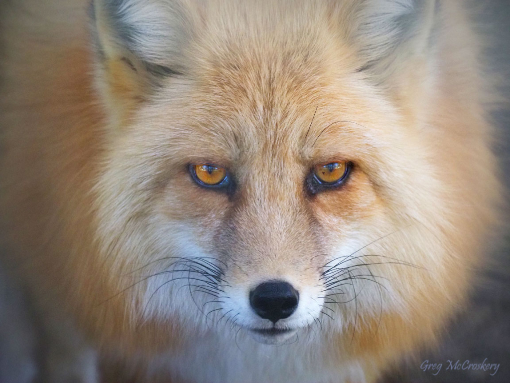 Foxy Stare