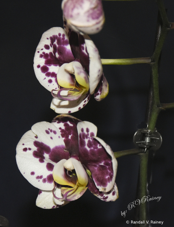 Purple & White Orchid in bloom...