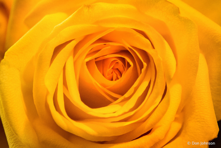 A Wonderful Yellow Rose 2-23-21 002