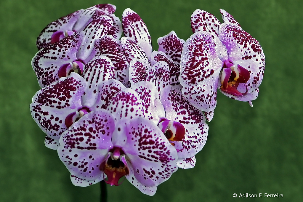 Orchids for the 25th anniversary