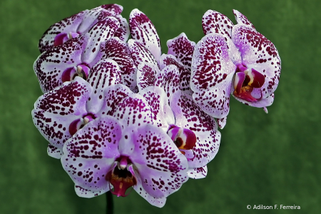 Orchids for the 25th anniversary