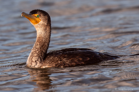 Double-crested Cormorant