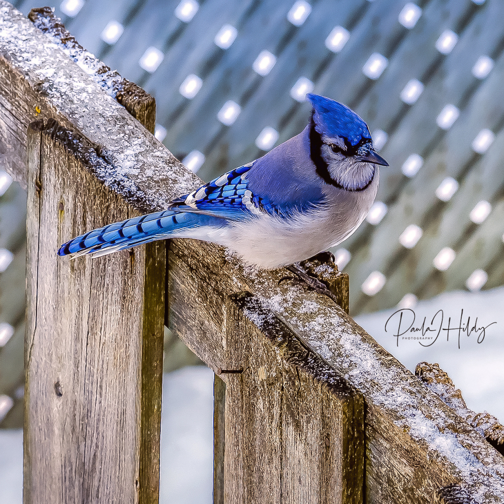 Beautiful Blue Jay