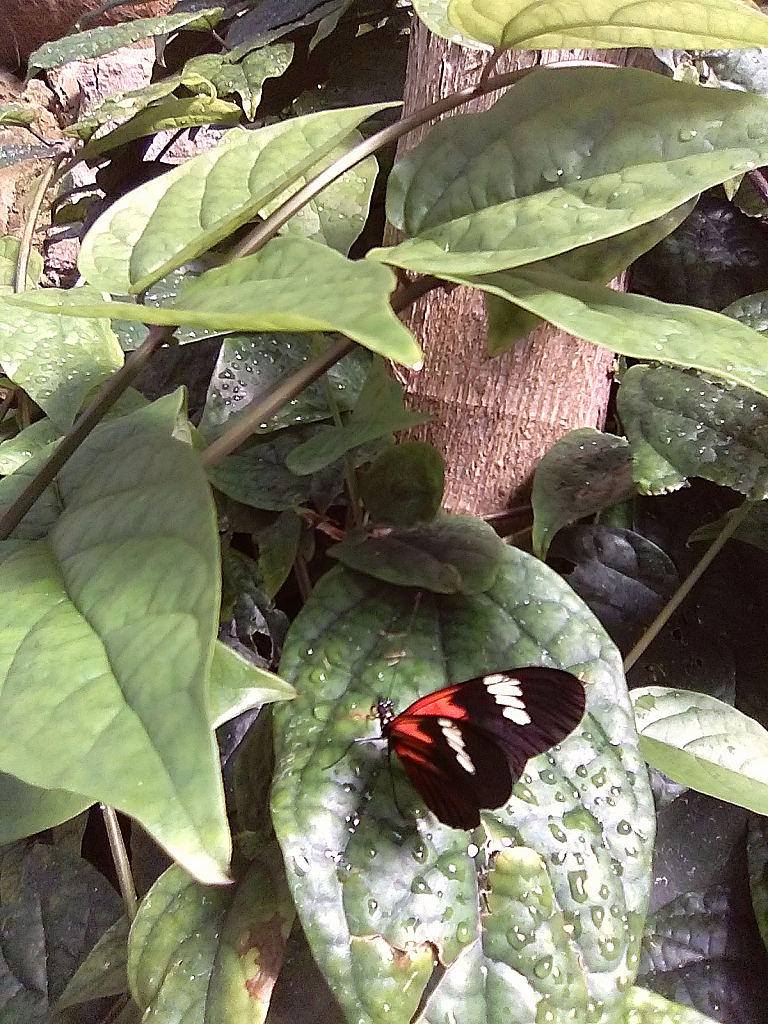 Butterfly near tree