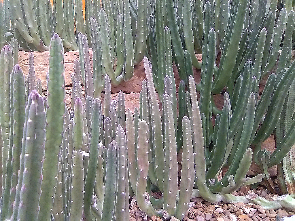 Cacti scene