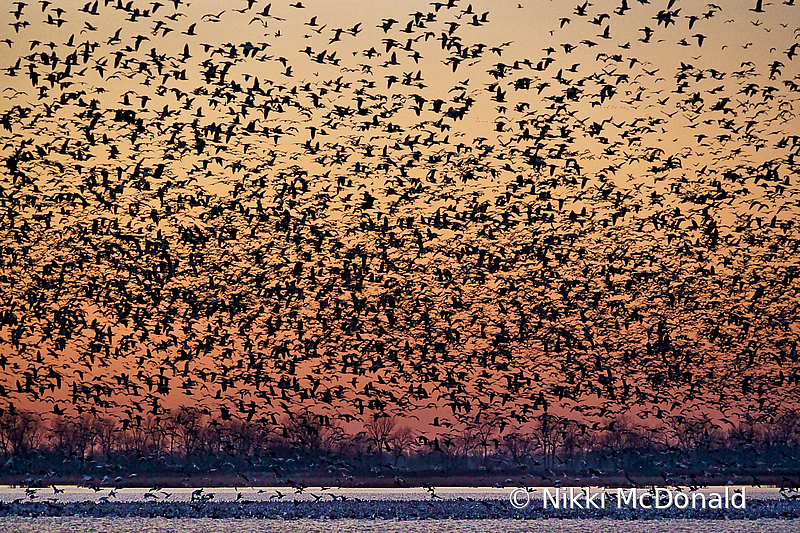 Migration - Snow Geese