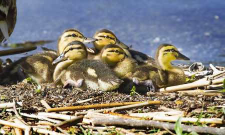 Ducks protected by mom.
