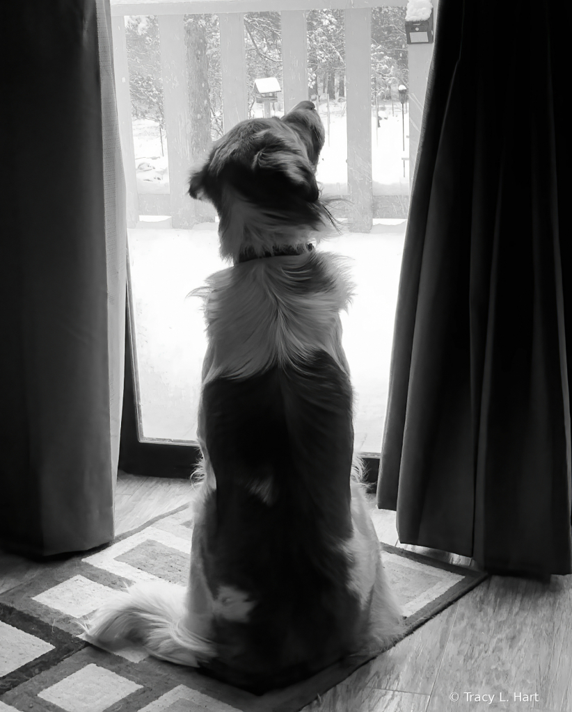 Sweet Pup - ID: 15892073 © Tracy L. Hart