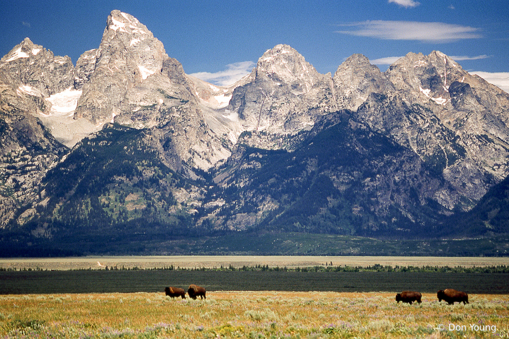 Bison Grazing on Antelope Flats