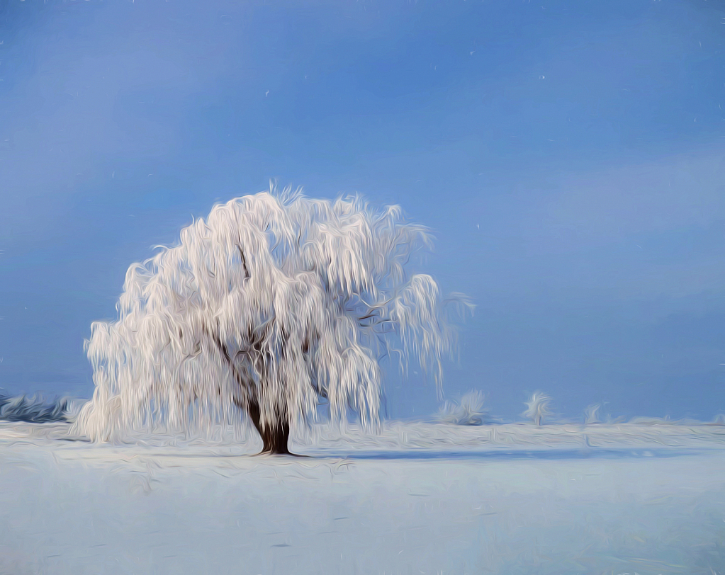 Impressions Of Frozen Willow