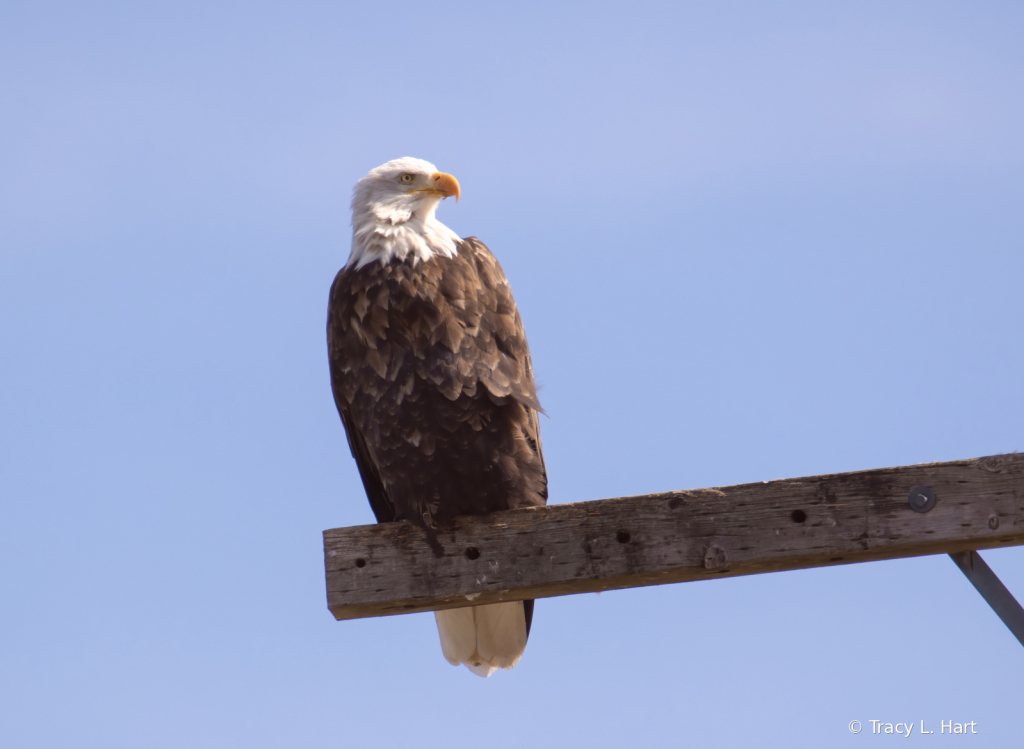 Bald Eagle in the Spring - ID: 15893403 © Tracy L. Hart