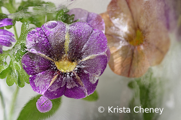 Purple and yellow superbell in ice - ID: 15893410 © Krista Cheney