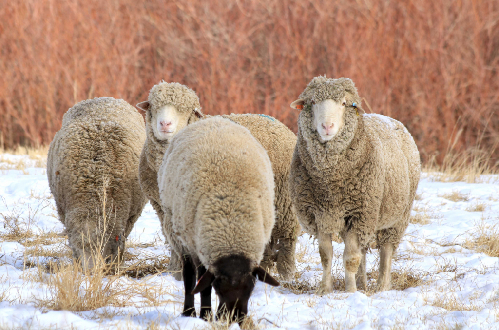 ~ Sheep Stick Together ~ - ID: 15893439 © Trudy L. Smuin