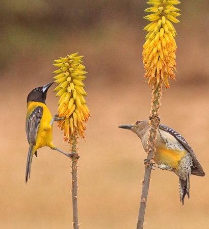 Audobon Oriole and Woodpecker
