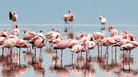 Flamingo Hill National Park, Kenya