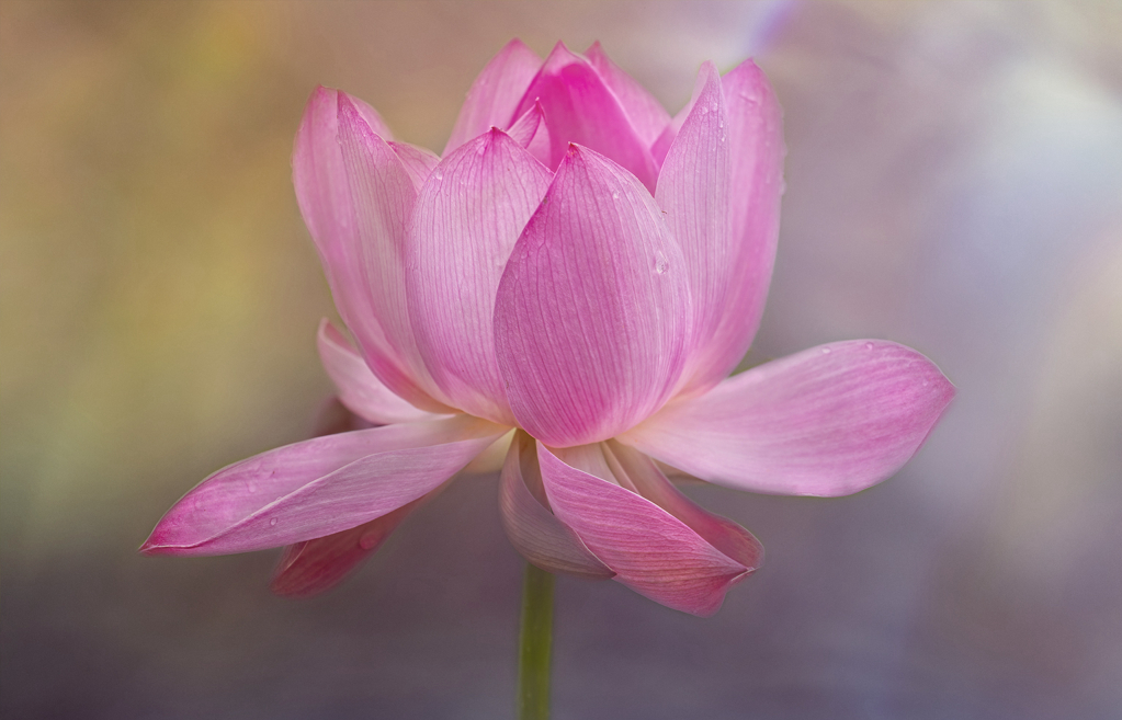 Lotus Blossom