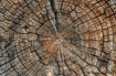 Wood Patterns