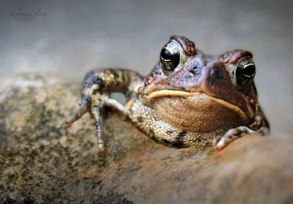 Spring Toad