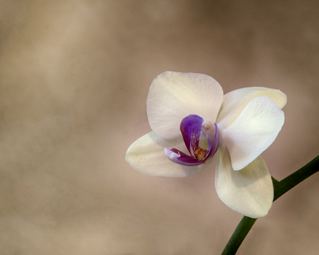 Gentle Orchid