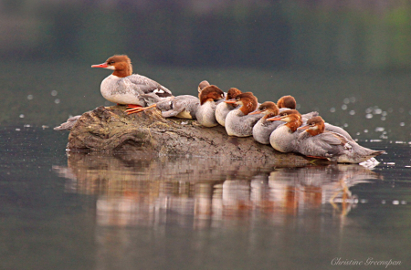 Merganser Morning