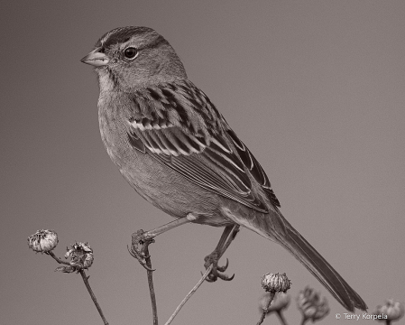 White-crowned Sparrow B&W