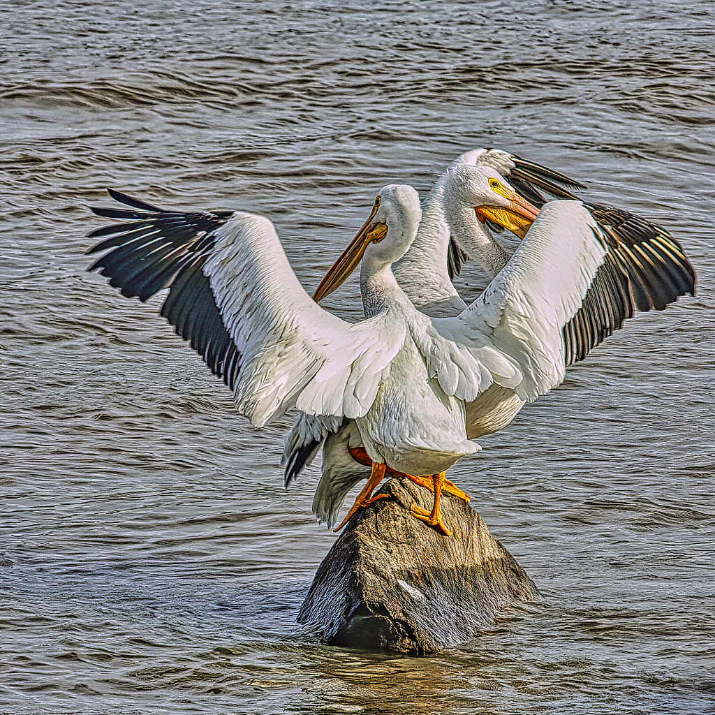 Sharing a Small Rock