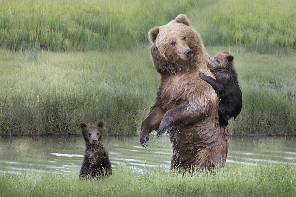 Momma and Her Cubs